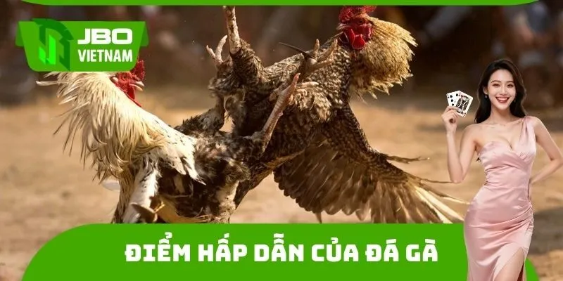 Điểm hấp dẫn của đá gà