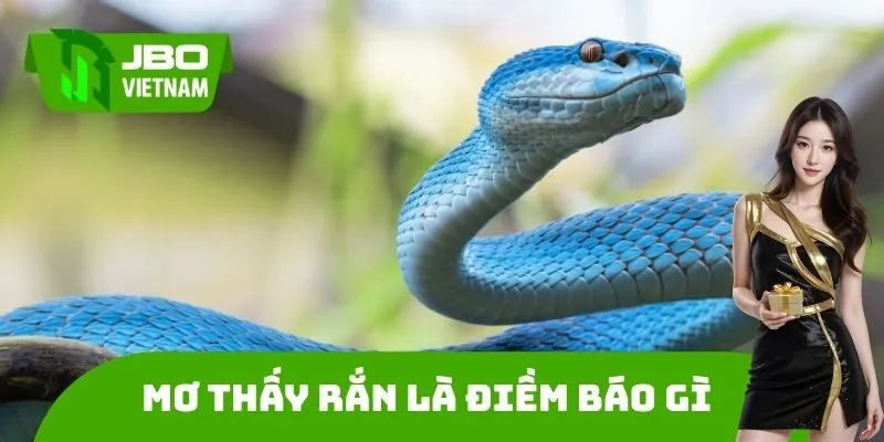 Mơ Thấy Rắn Là Điềm Báo Gì