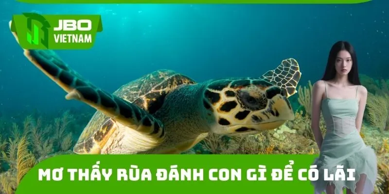 Mơ thấy rùa đánh con gì để có được lãi khủng