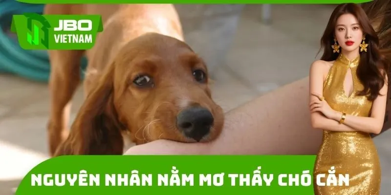 Nguyên nhân xuất hiện giấc mơ bị chó cắn