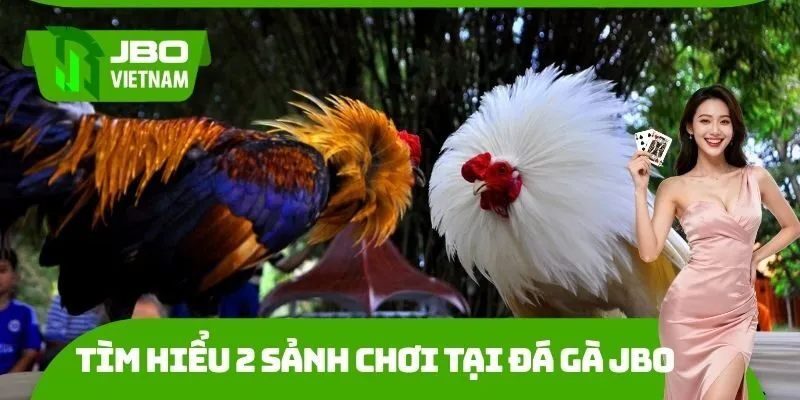 Tìm hiểu 2 sảnh chơi tại đá gà JBO