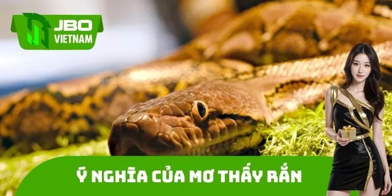 Ý nghĩa chi tiết của Mơ thấy rắn là điềm báo gì